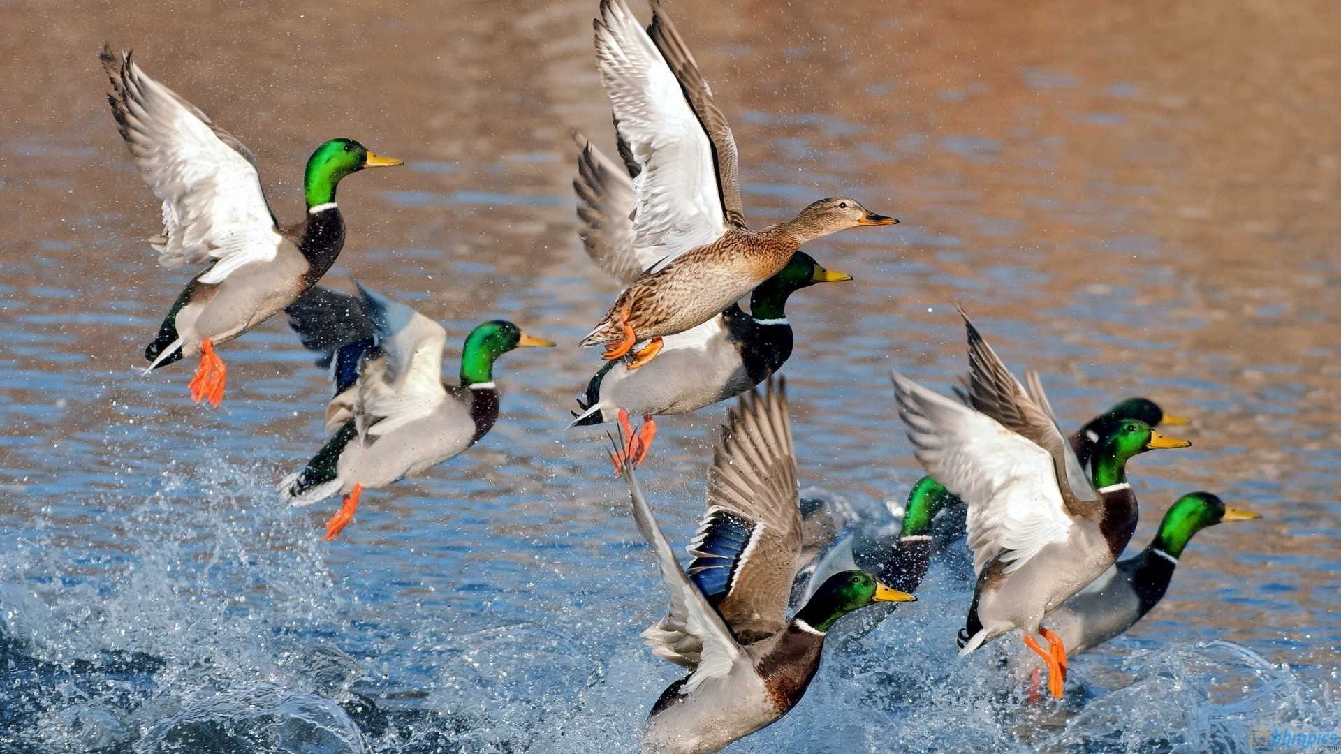 Best 5 Waterfowl Hunting Videos That You Need to Watch!