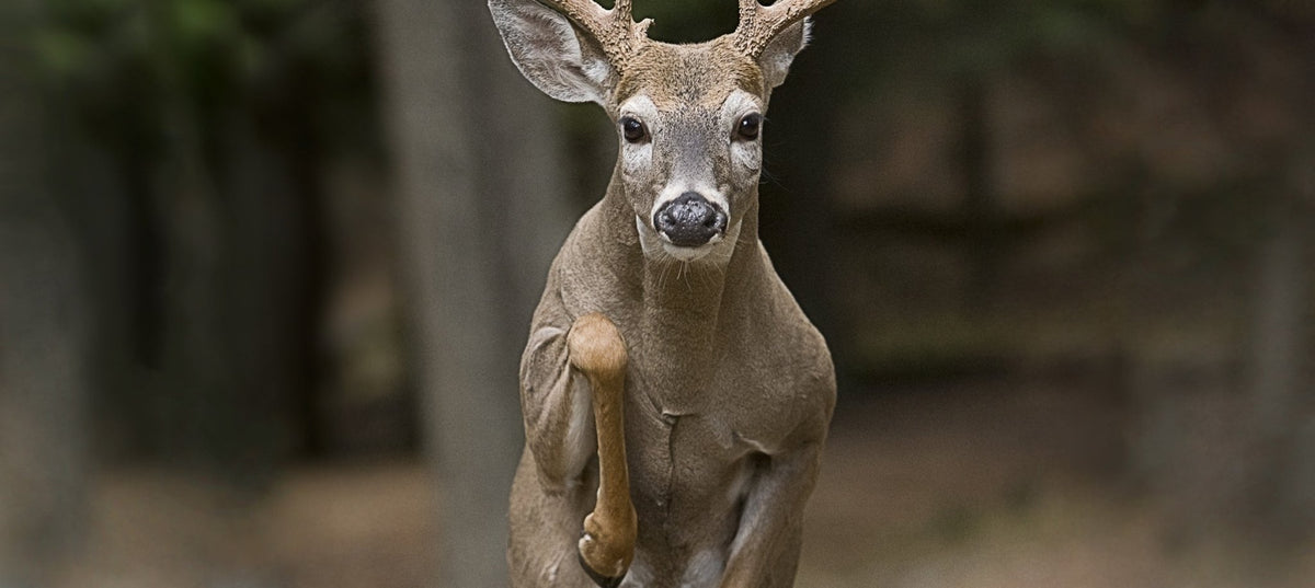 hunting deer in the wind: windy day deer hunting, quiet hunting clothing, pants, scent control hunting clothes, merino layers, windproof jackets