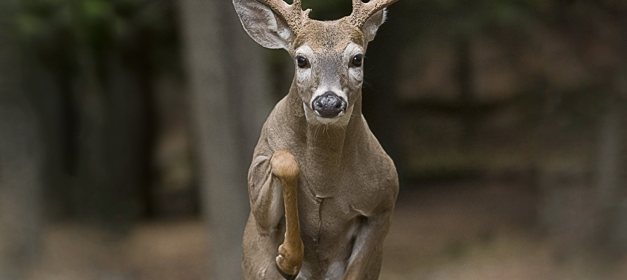 hunting deer in the wind: windy day deer hunting, quiet hunting clothing, pants, scent control hunting clothes, merino layers, windproof jackets