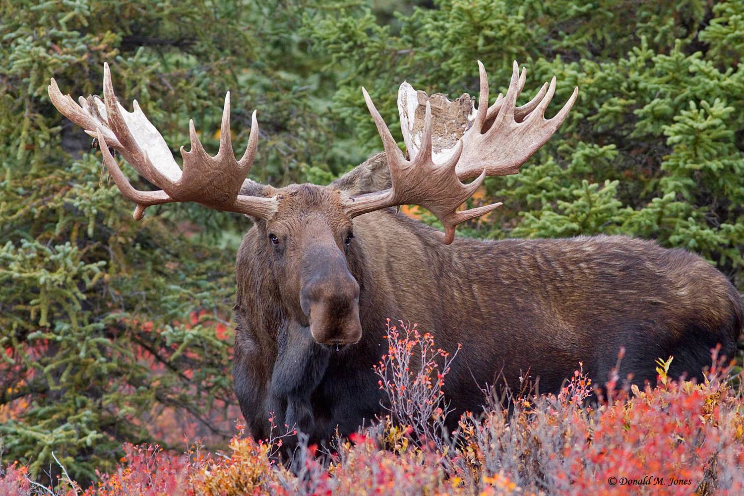 Journey to Moose Hunting in Alaska