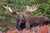 Journey to Moose Hunting in Alaska