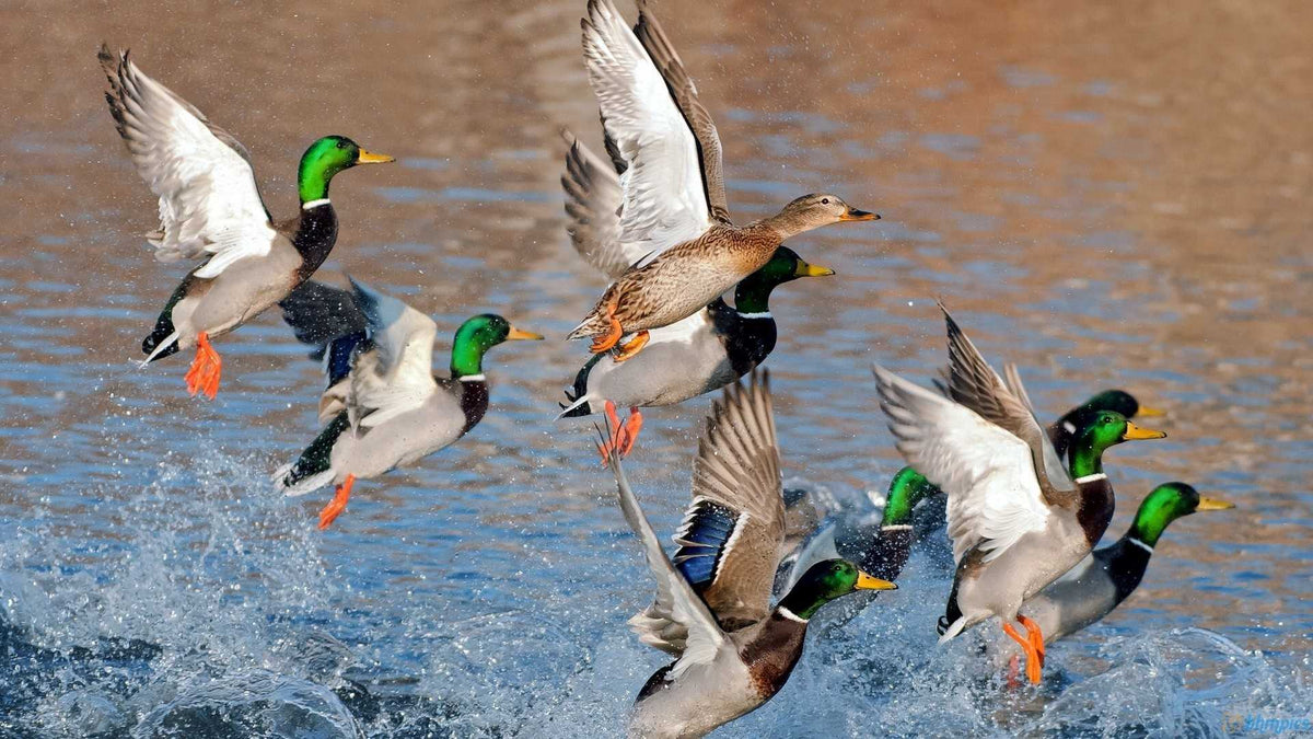 Best 5 Waterfowl Hunting Videos That You Need to Watch! - HILLMAN USA