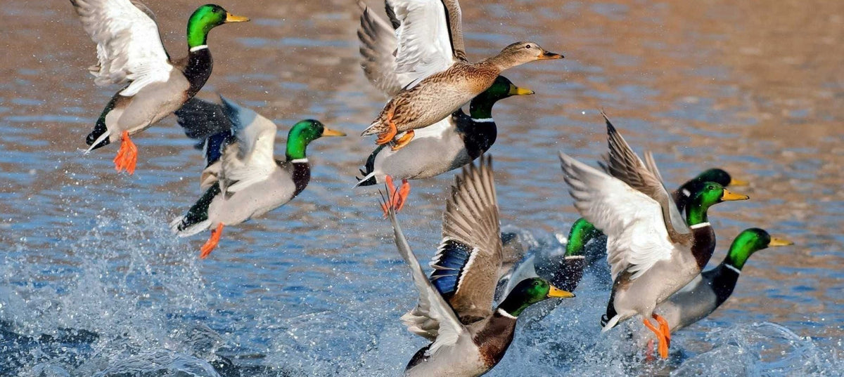 duck hunting clothes guide: camouflage jackets windproof waterproof boots, layering mid, base layers