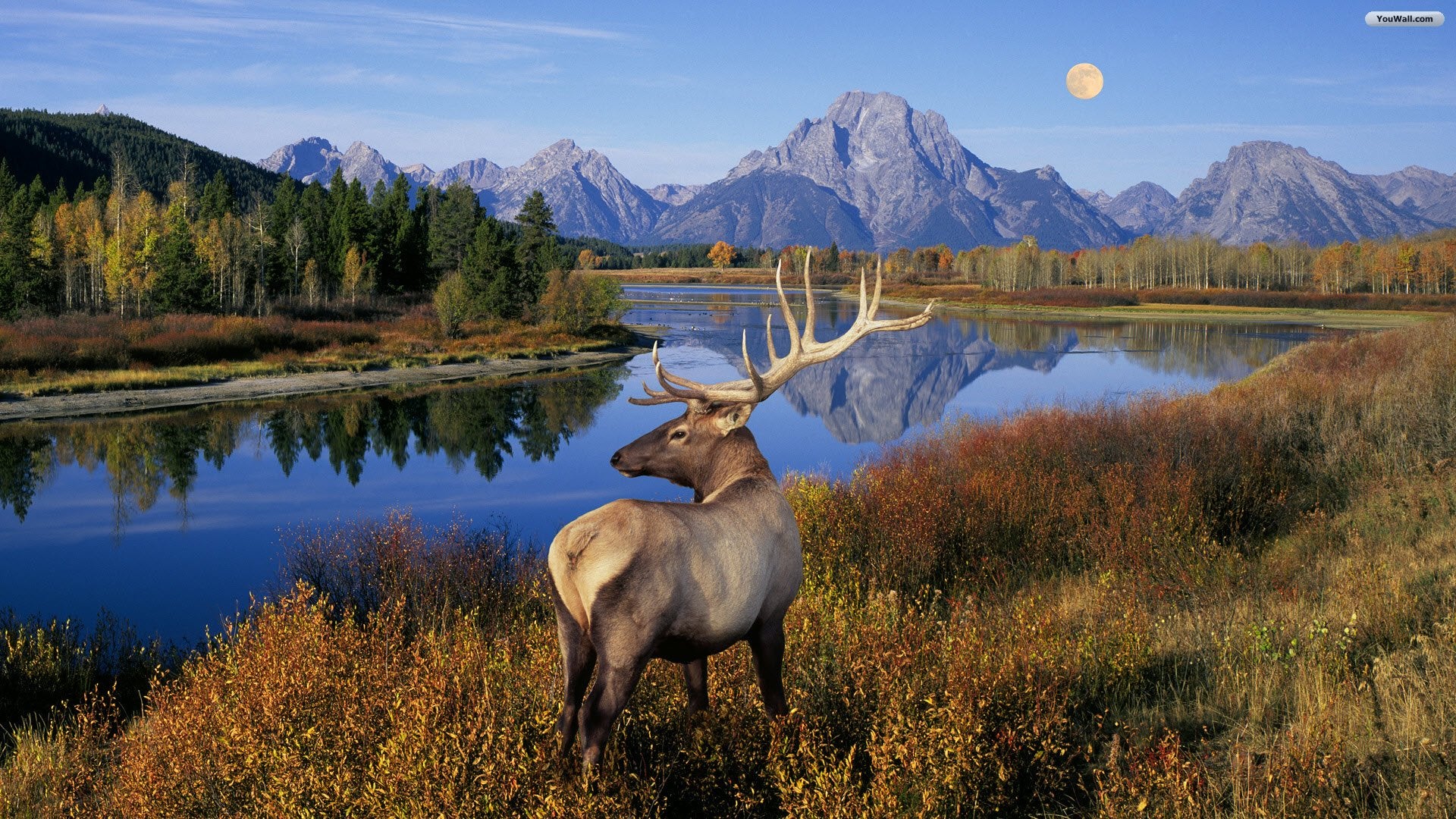 Tips for successful Elk hunting!