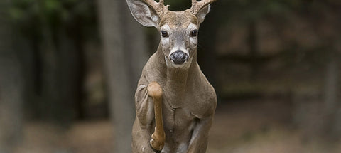 Hunting Deer in the Wind: When to Go or Wait, Where Deer Shift