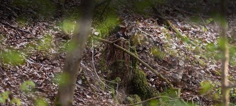 Still-Hunting Deer in Thick Cover: How to Move, Use Wind, Sound